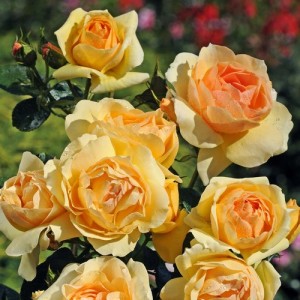 Rosier buisson à fleurs groupées